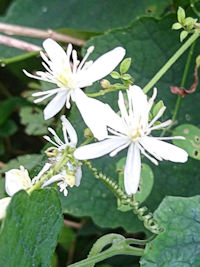 《センニンソウ花姿》　写真はクリックで拡大する