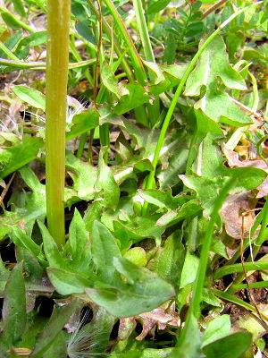 C Voi^||@tp@>Photo by Kohyuh@2011/04/02