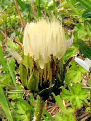 D Voi^||@Ȗс@䚎p@Photo by Kohyuh@2011/04/02