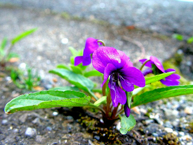 @ X~@Ԏp@s@@2007/10/12@Photo by Kohyuh