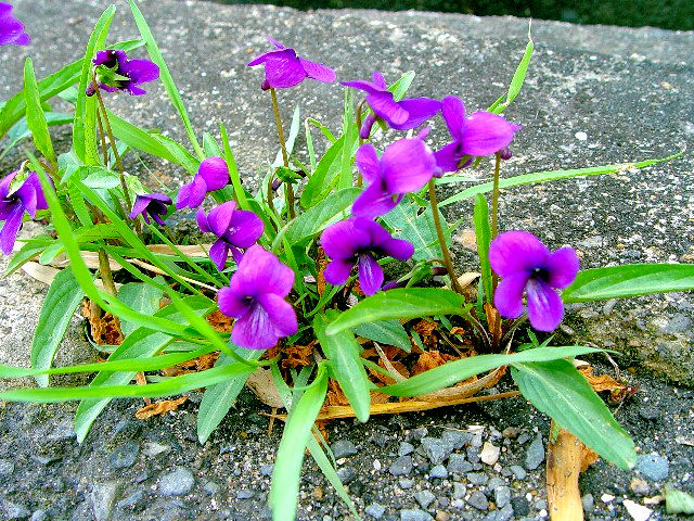 A X~@p@jR@2010/04/11@Photo by Kohyuh