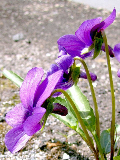 B X~̋ij@s@jR@2010/04/19@Photo by Kohyuh