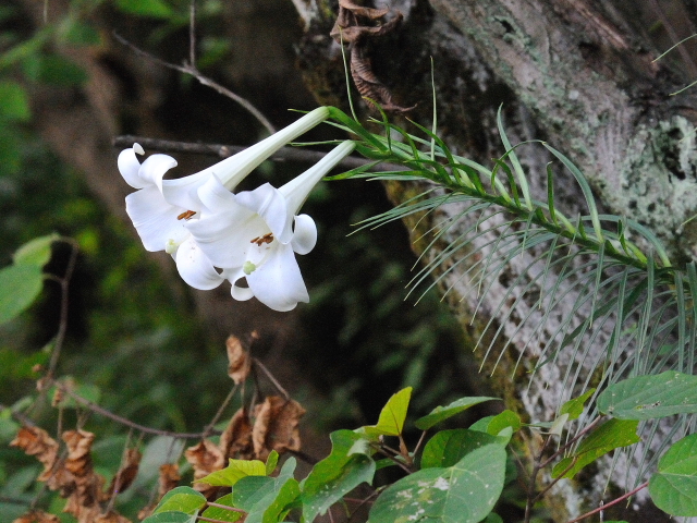 A ^JTS@Jԁ@jR@s@2015/08/18@Photo by Kohyuh