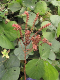 《タコノアシ》　写真はクリックで拡大する