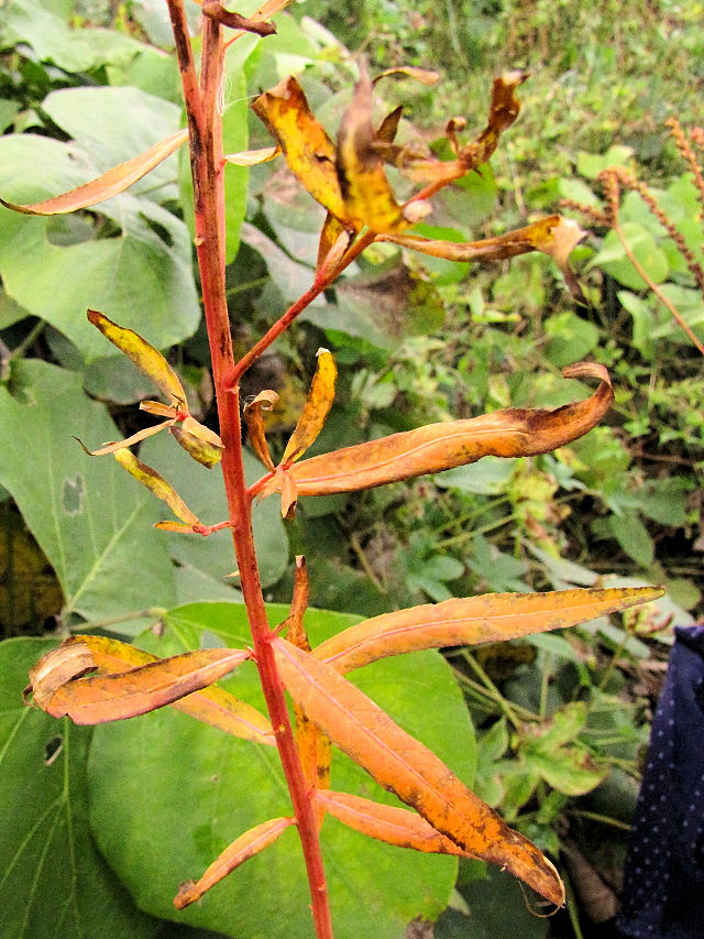 gt̃^RmAViR-3j@w@s@2016/11/17@Photo by Kohyuh