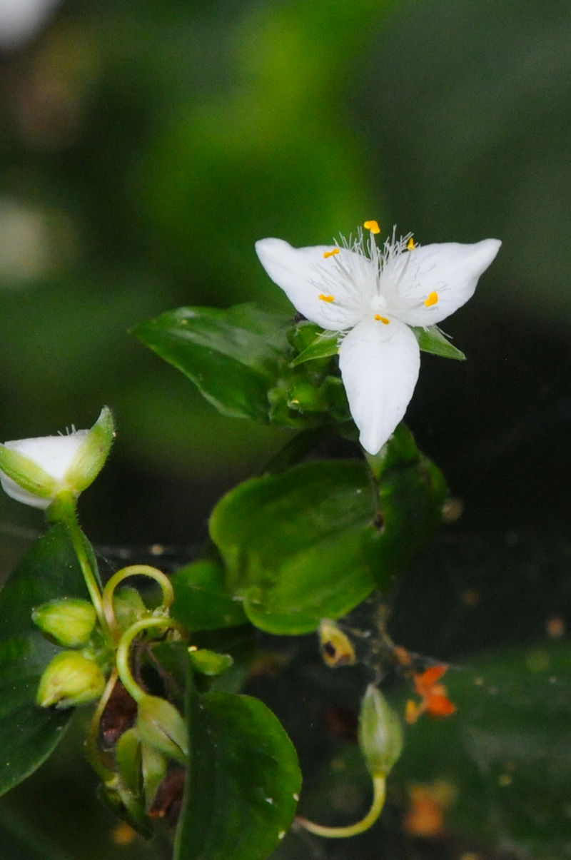 <FONT color=#000000 size=3>gLcNT@Ԏp@킫R^@s<br>