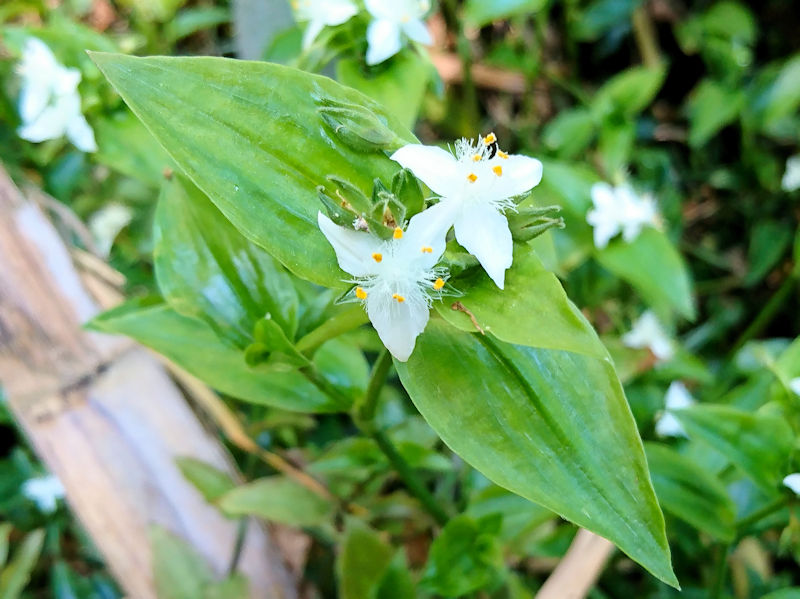 gLcNT@ԎpiR-2j@Ђ܂胋[g@jR@s@2020/05/13@Photo by Kohyuh