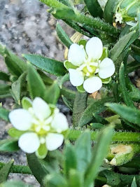 《ツメクサ》　写真はクリックで拡大する