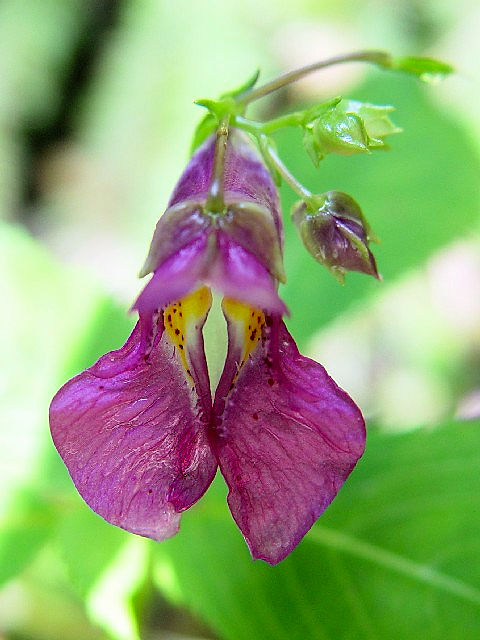 A ctl\E iԎpj@@ss@J@2004/10/11@Photo by Kohyuh