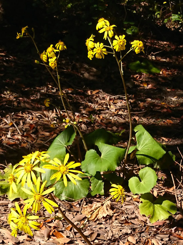 cuL ipj@LO@s@Photo by Kohyuh@2018/11/15