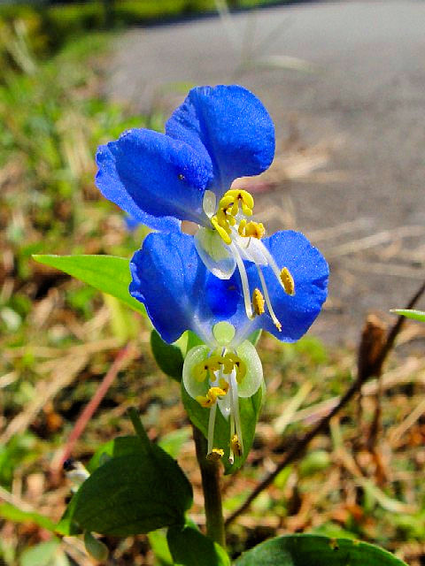 @ cNT@Ԏp@@s@J@2005/09/26@Photo by Kohyuh