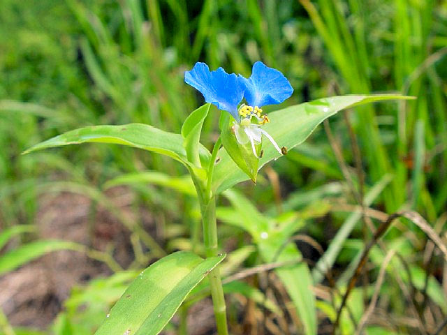 A cNT@ԁ@@s@킫^@2007/08/26@Photo by Kohyuh<