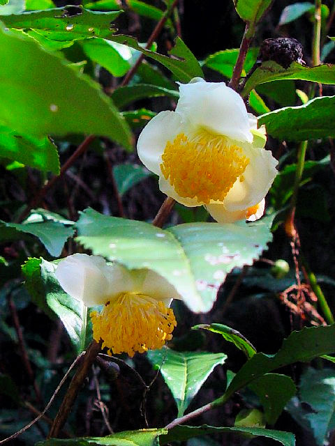 @ `mL@iԎpj@s{蒬@CR@2007/10/16@Photo by Kohyuh