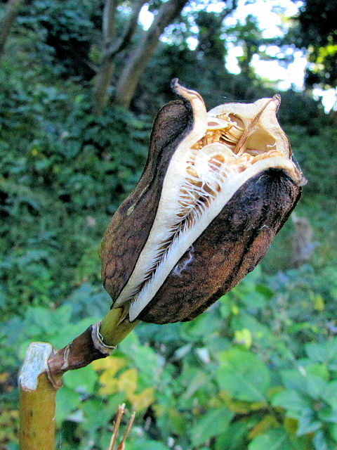 D Eo@ʎƎq@s@jR@2013/11/14@Photo by Kohyuh