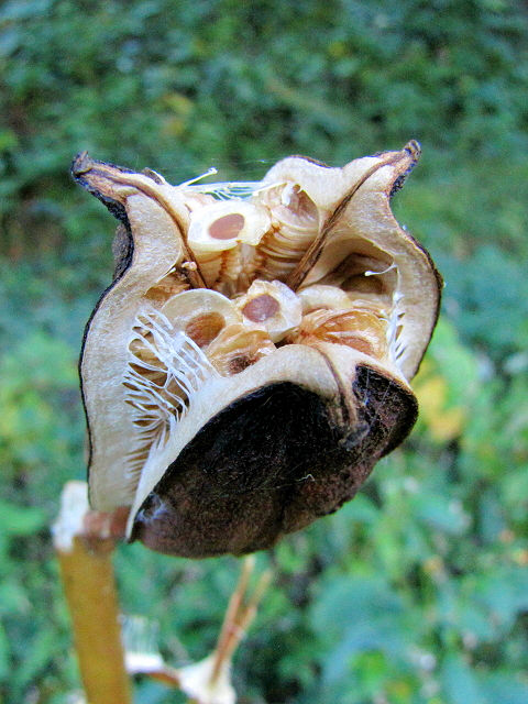 E Eo@ʎƎq@s@jR@2013/11/14@Photo by Kohyuh