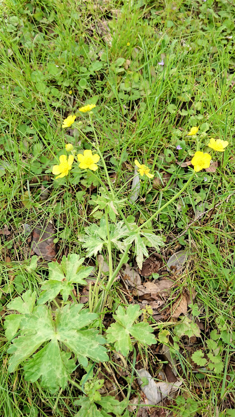 ウマノアシガタ　立ち姿　八幡市　背割堤　2007/10/03　Photo by Kohyuh