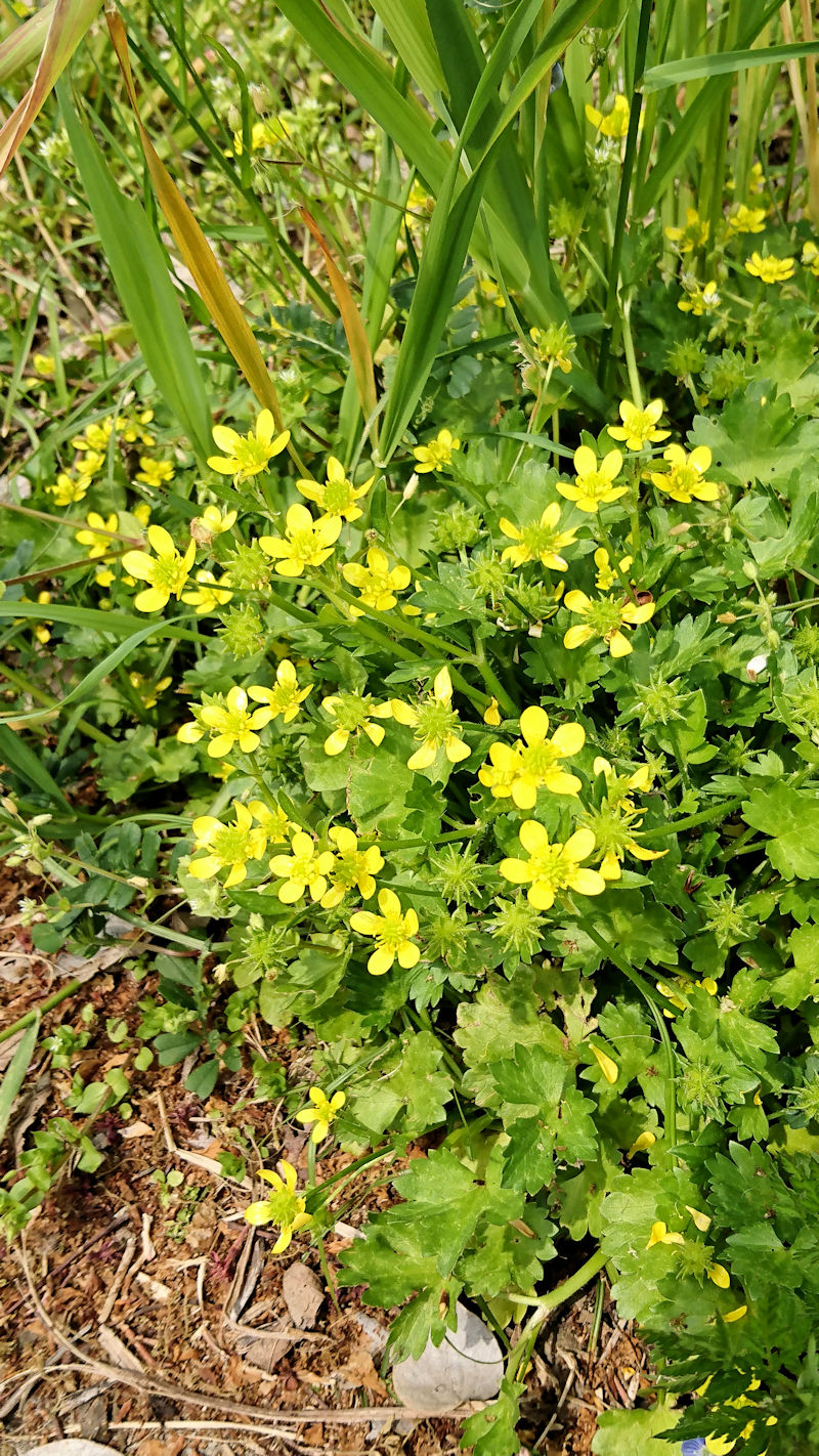 ウマノアシガタ　立ち姿　八幡市　背割堤　2007/10/03　Photo by Kohyuh