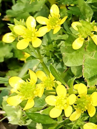 《ウマノアシガタ花姿》　写真はクリックで拡大する