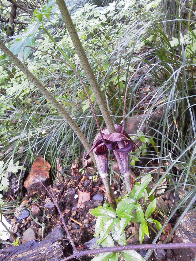 EV}\E iQ-2j@jR@s  2015/04/16@Photo by Kohyuh