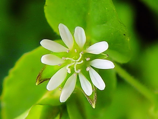 A EVnRx@Ԏp@s@w@2007/11/17@Photo by Kohyuh