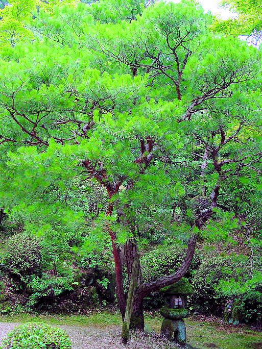 @ EcNV}c ij@s@ԓ뉀@2004/06/27@Photo by Kohyuh