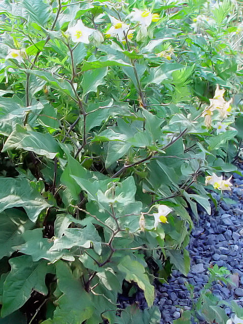 ⑤ ワルナスビ　　八幡市　大谷川　2004/07/01　Photo by Kohyuh