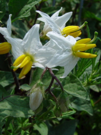 siXrt@ʐ^̓NbNŊg傷