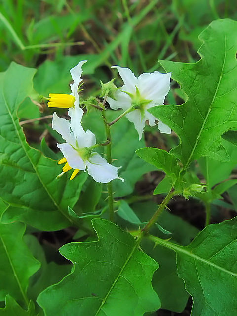 ③ ワルナスビ　　八幡市　大谷川　2004/07/01　Photo by Kohyuh