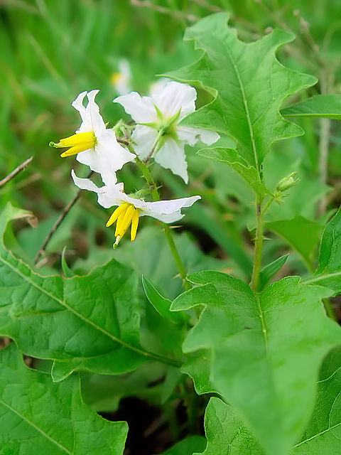 ② ワルナスビ　　八幡市　大谷川　2004/07/01　Photo by Kohyuh