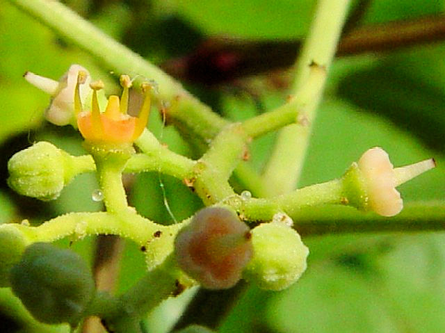 @ uJV@Ԏp@@s@J@2004/06/30@Photo by Kohyuh