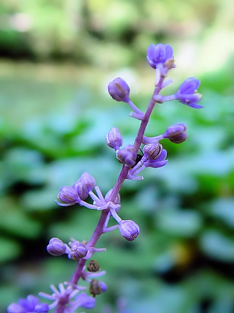 A ヤブラン (花姿) 木津川市 岩船寺境内 2004/09/09 Photo by Kohyuh