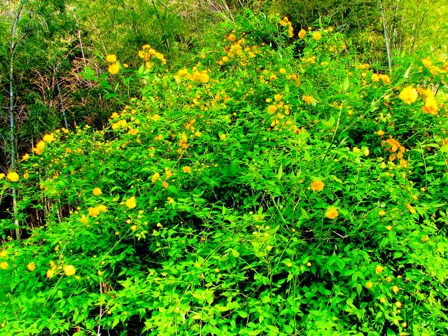 B G}uL@p@jR@s@2011/04/21@Photo by Kohyuh