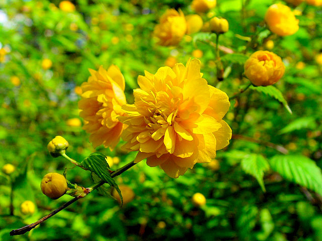 @ G}uL@Ԏp@jR@s@2011/04/21@Photo by Kohyuh