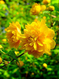 s}uLdt@ʐ^̓NbNŊg傷