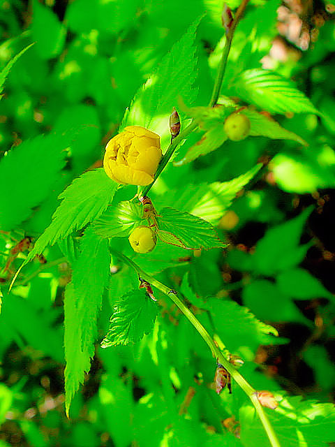 A G}uL@tp@jR@s@2011/04/21@Photo by Kohyuh