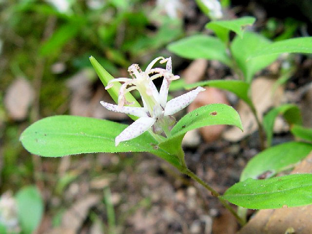 @ }WmzgMX iԎpPj@@ؒÎs@̗@2004/09/19@Photo by Kohyuh