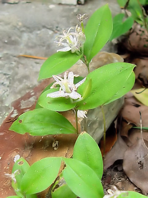 B }WmzgMX ipj@ؒÎs@̗@2004/09/19@Photo by Kohyuh