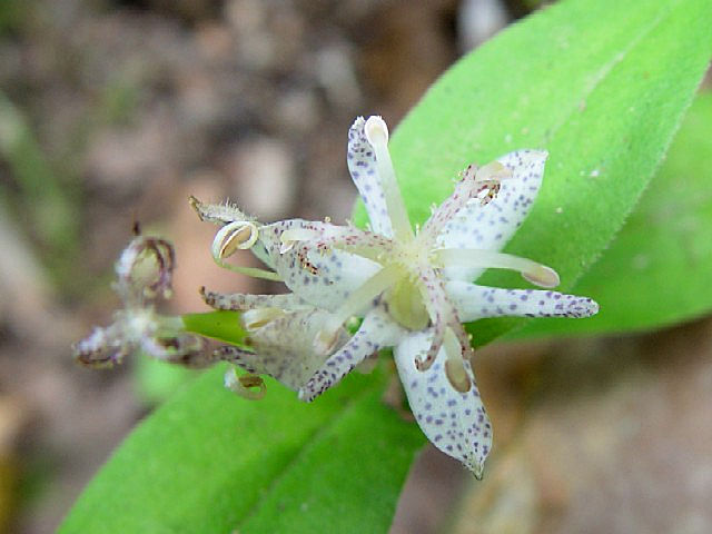 A }WmzgMX iԎpQj@@ؒÎs@̗@2004/09/19@Photo by Kohyuh