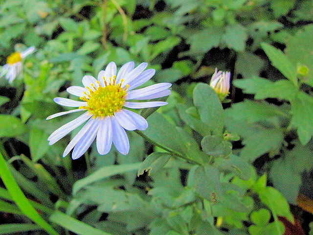B ヨメナ 花姿 八幡市 背割堤 Photo by Kohyuh 2013/11/05 B ヨメナ 花姿 八幡市 背割堤 Photo by Kohyuh 2013/11/05