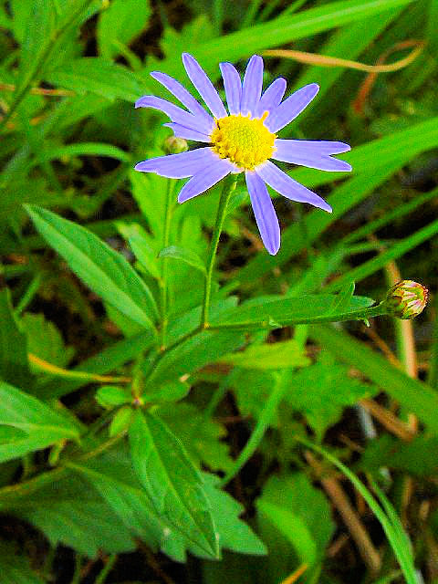 A ヨメナ 立ち姿  八幡市 大谷川  Photo by Kohyuh 2004/10/06 A ヨメナ 立ち姿  八幡市 大谷川  Photo by Kohyuh 2004/10/06
