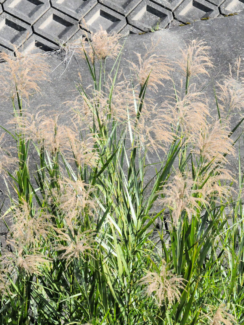 V@pi㕔j@V@s@Photo by Kohyuh@2018/12/04