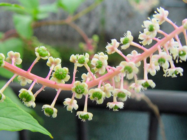 @ EV}S{E iԎpj@s@J@2006/07/01@Photo by Kohyuh