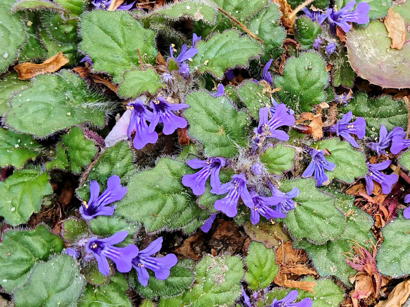 ジゴクノカマノフタ (花姿) 背割堤 八幡市 2020/04/17 Photo by Kohyuh  ジゴクノカマノフタ (花姿) 背割堤 八幡市 2020/04/17 Photo by Kohyuh