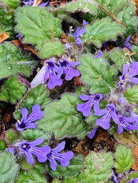 《ジゴクノカマノフタ》 写真はクリックで拡大する 《ジゴクノカマノフタ》 写真はクリックで拡大する