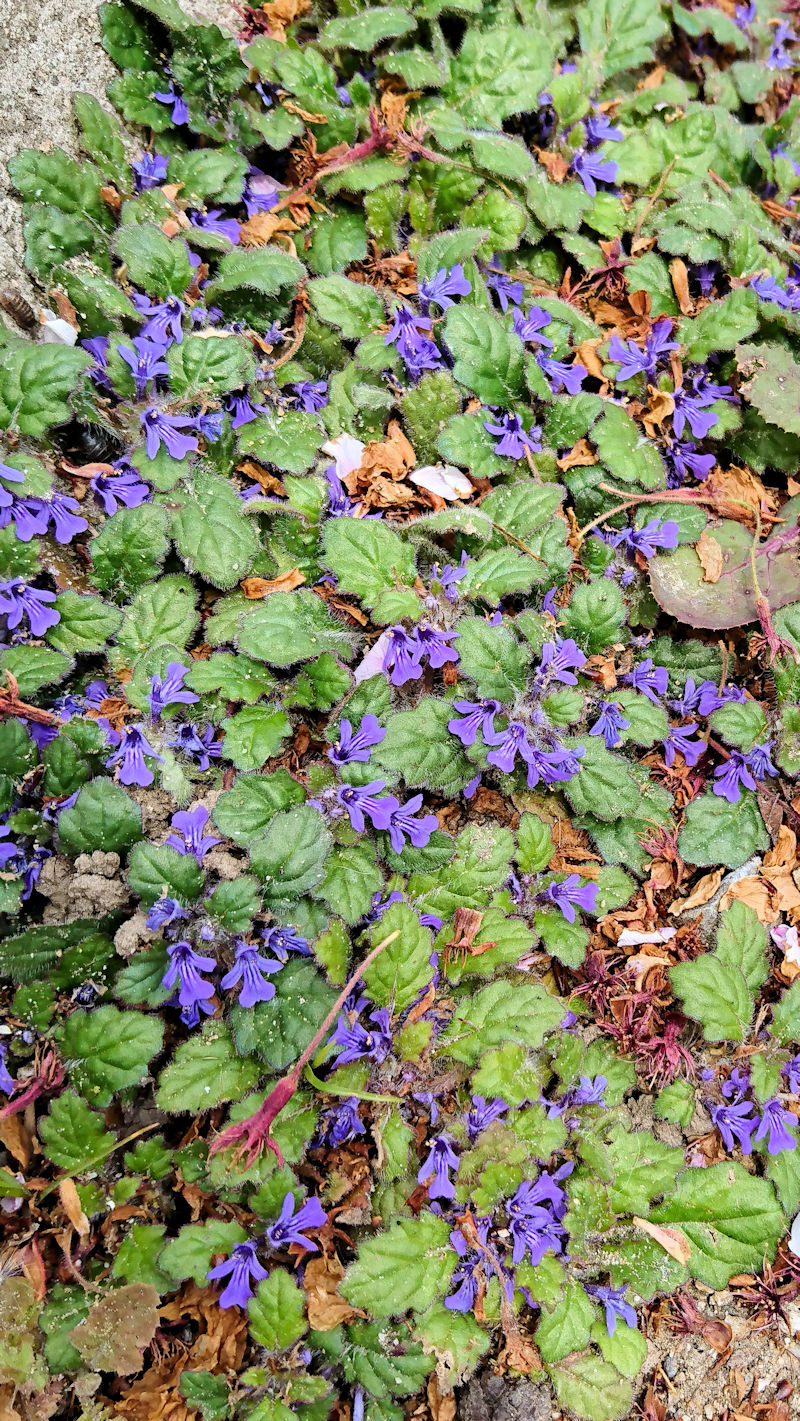 ジゴクノカマノフタ (群生姿) 背割堤 八幡市 2020/04/17 Photo by Kohyuh  ジゴクノカマノフタ (群生姿) 背割堤 八幡市 2020/04/17 Photo by Kohyuh