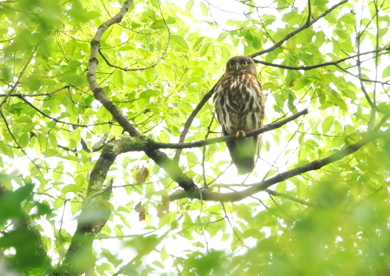 アオバズク　男山　八幡市　2016/06/30　Photo by Takase