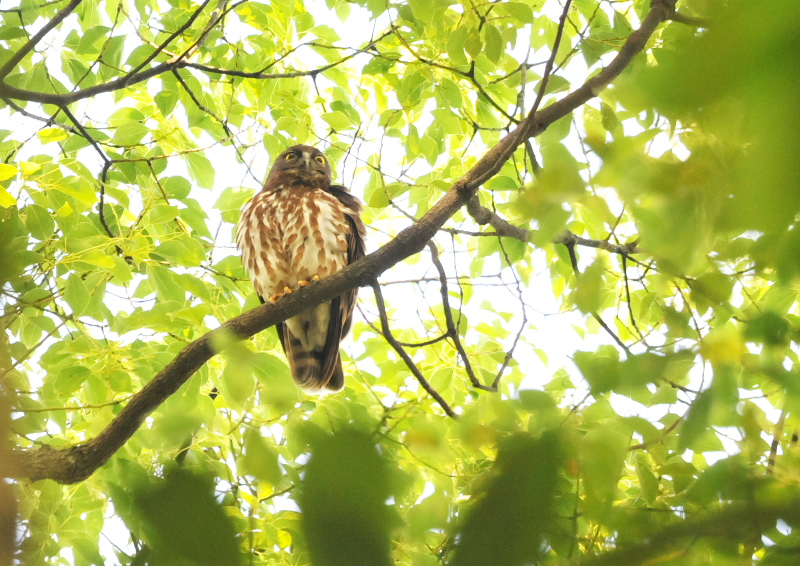 アオバズク　男山　八幡市　2016/07/02　Photo by Takase