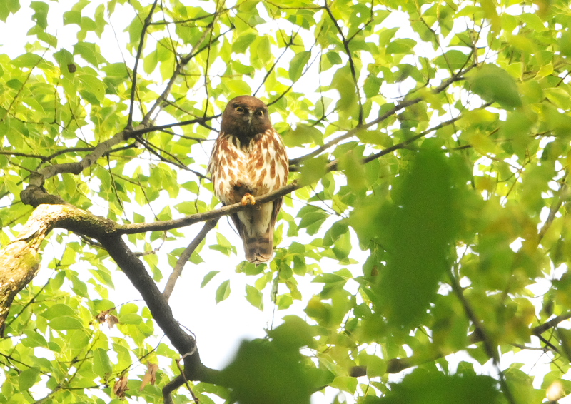 アオバズク　男山　八幡市　2016/07/04　Photo by Takase