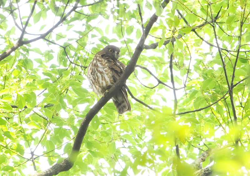 アオバズク　男山　八幡市　2016/07/07　Photo by Takase