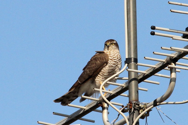 ハイタカ（２態-1）　木津川　八幡市　2018/01/15　Photo by Manda　（写真提供：　萬田）